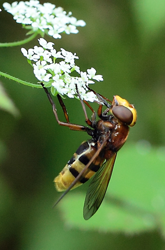 Volucella zonaria?